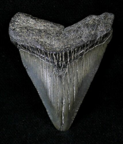 Juvenile Megalodon Tooth #20764